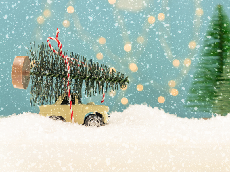 Albero di natale: trasportalo in sicurezza
